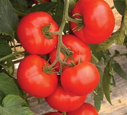 Large undersized varieties of tomatoes