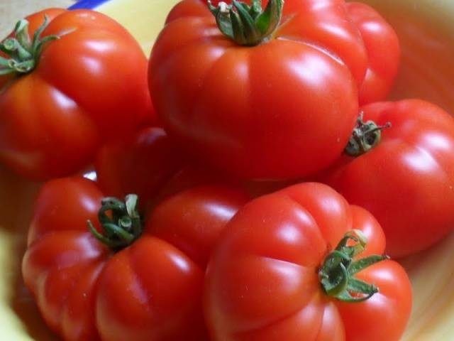 Large undersized varieties of tomatoes