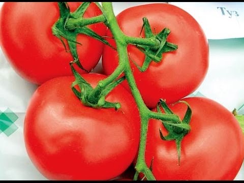 Large undersized varieties of tomatoes