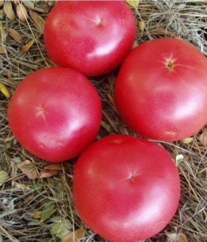 Large undersized varieties of tomatoes