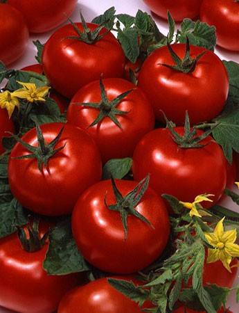 Large undersized varieties of tomatoes