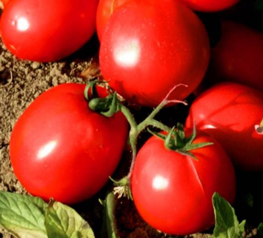 Large undersized varieties of tomatoes