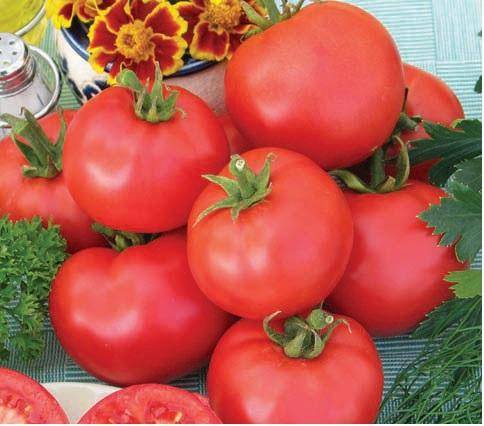 Large undersized varieties of tomatoes