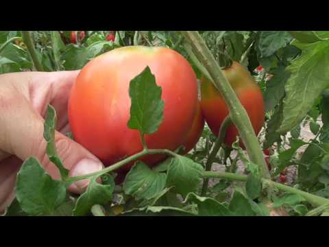 Large undersized varieties of tomatoes