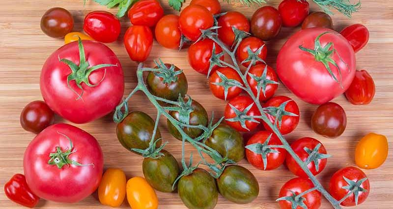 Large undersized varieties of tomatoes