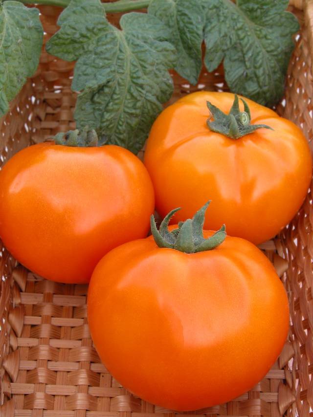 Large undersized varieties of tomatoes