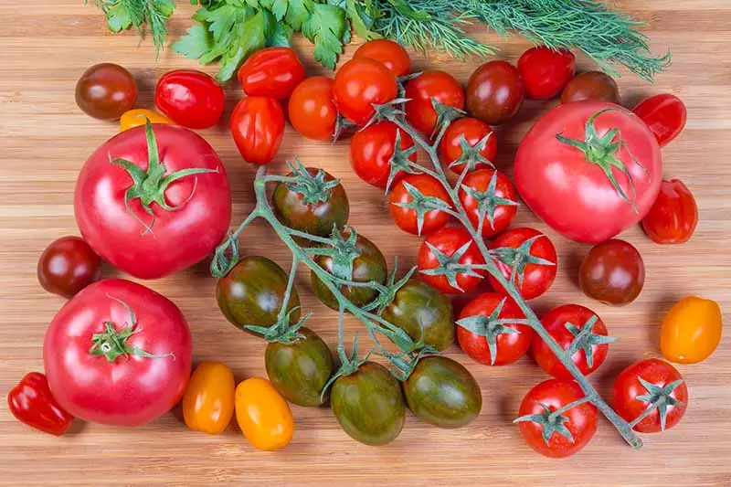 Large undersized varieties of tomatoes