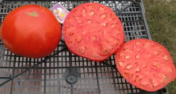 Large varieties of tomatoes for open ground