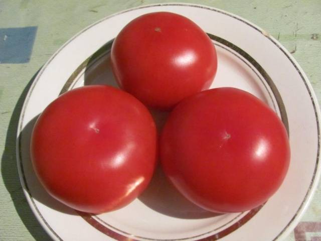 Large varieties of tomatoes for open ground