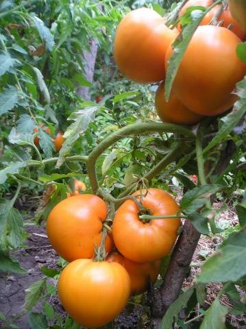 Large varieties of tomatoes for open ground