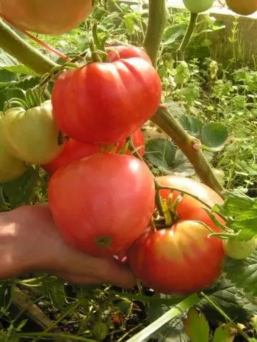 Large varieties of tomatoes for open ground