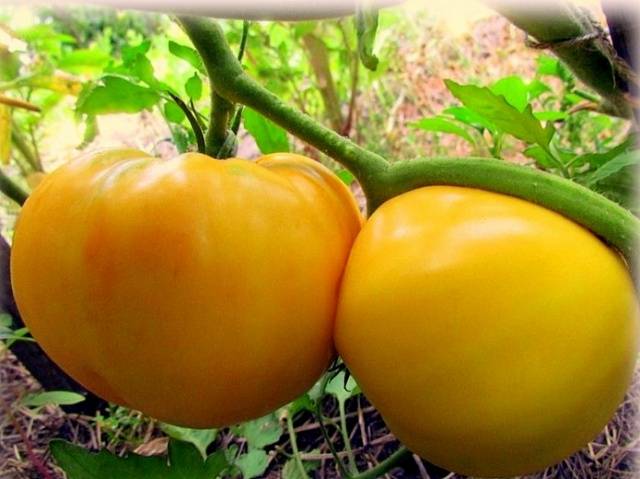 Large varieties of tomatoes for open ground