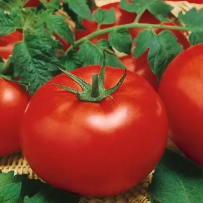 Large varieties of tomatoes for open ground