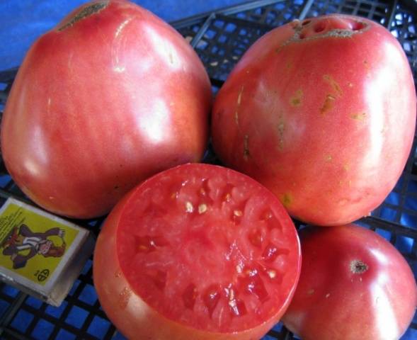 Large varieties of tomatoes for open ground