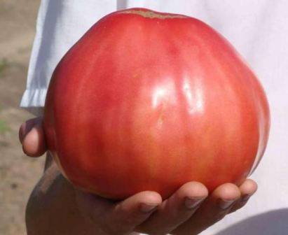 Large varieties of tomatoes for open ground