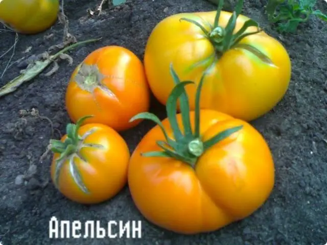 Large varieties of tomatoes for open ground