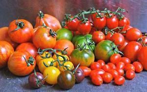 Large varieties of tomatoes for open ground