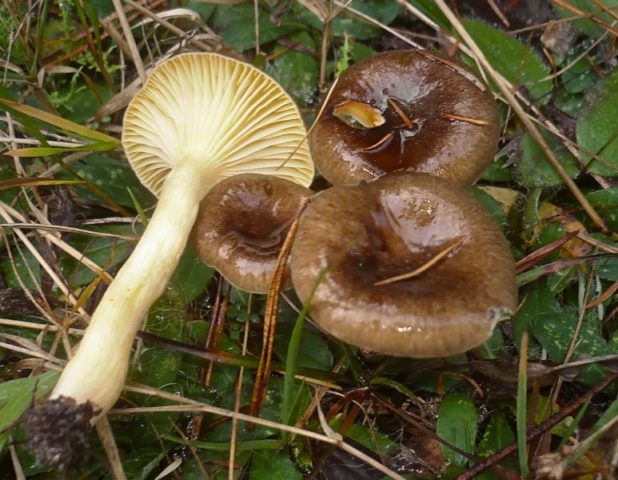 Late hygrophorus: edibility, description and photo