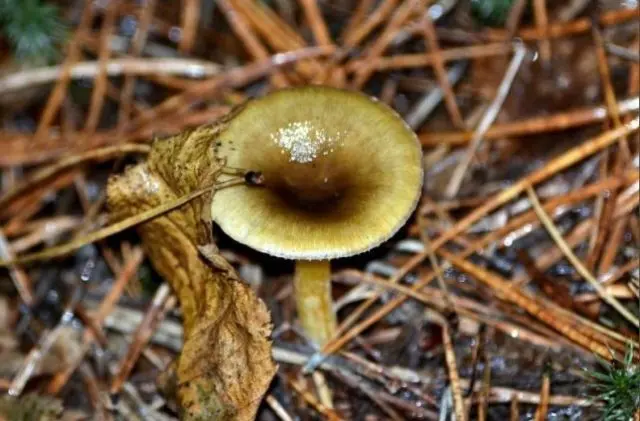 Late hygrophorus: edibility, description and photo