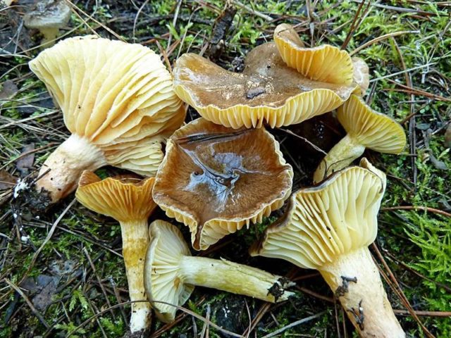 Late hygrophorus: edibility, description and photo