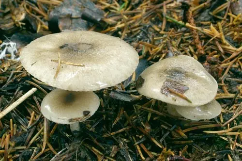 Late hygrophorus: edibility, description and photo