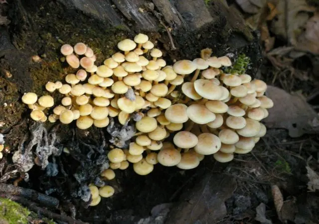 Late hygrophorus: edibility, description and photo