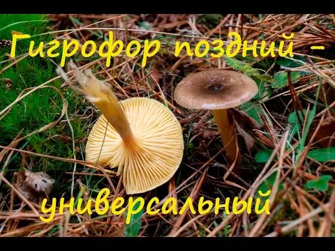 Late hygrophorus: edibility, description and photo