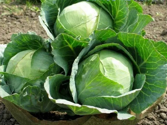 Late Moscow cabbage