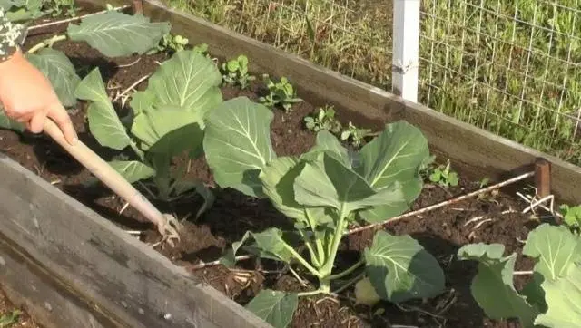 Late Moscow cabbage