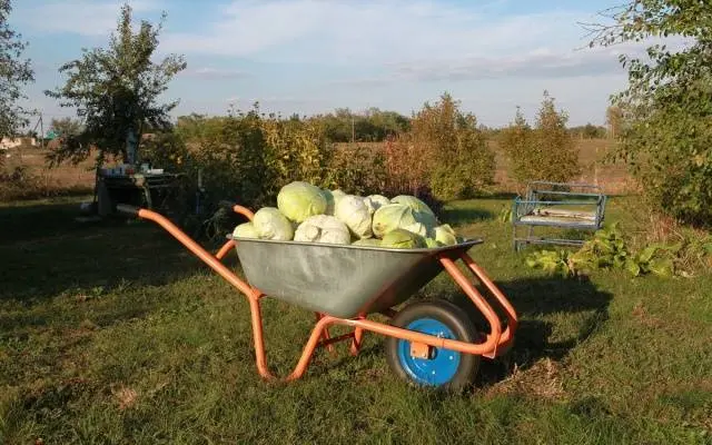 Late Moscow cabbage