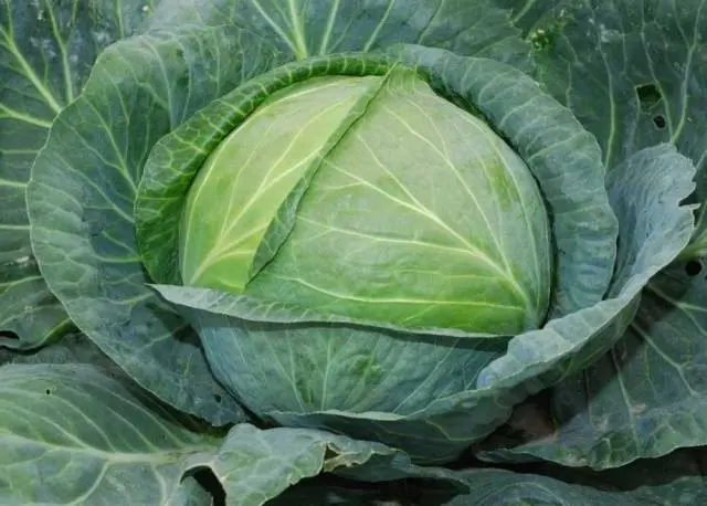 Late Moscow cabbage