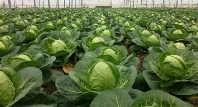 Late Moscow cabbage