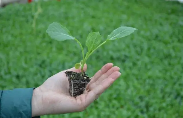 Late Moscow cabbage