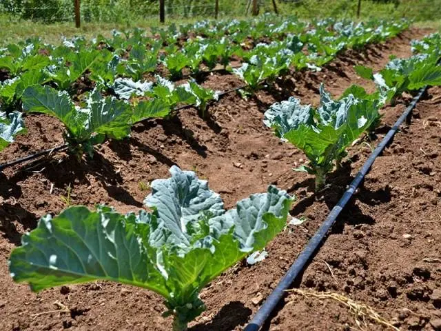 Late Moscow cabbage