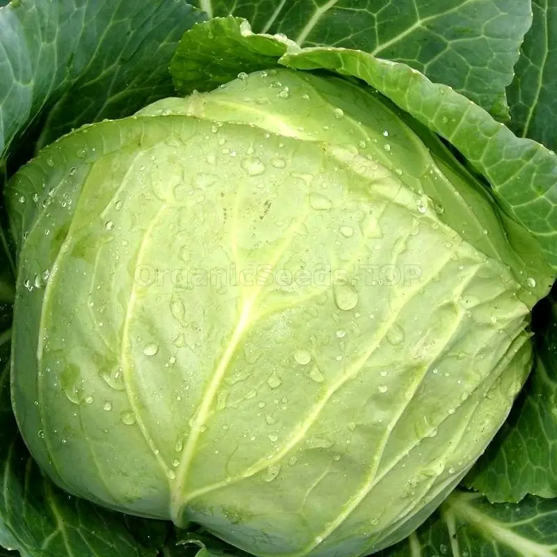 Late Moscow cabbage