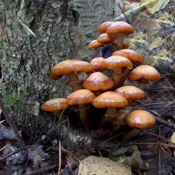 Late mushrooms: what they look like and when to collect