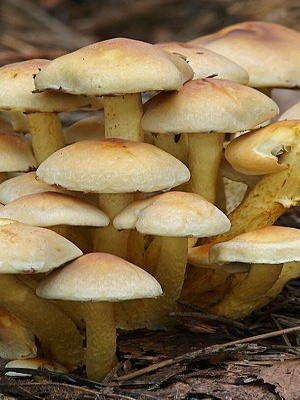 Late mushrooms: what they look like and when to collect