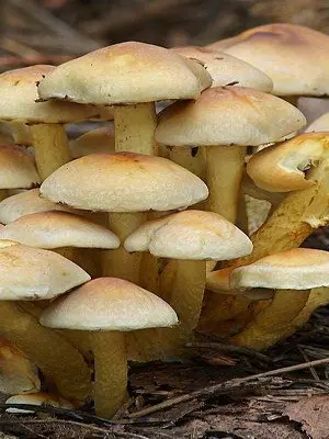 Late mushrooms: what they look like and when to collect