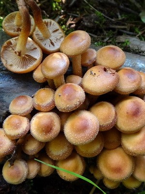 Late mushrooms: what they look like and when to collect