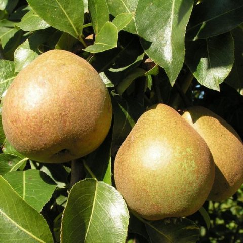 Late pear varieties