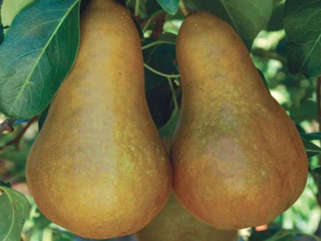 Late pear varieties