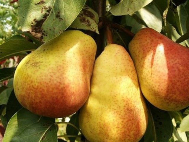 Late pear varieties