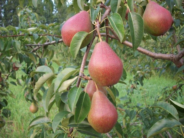 Late pear varieties