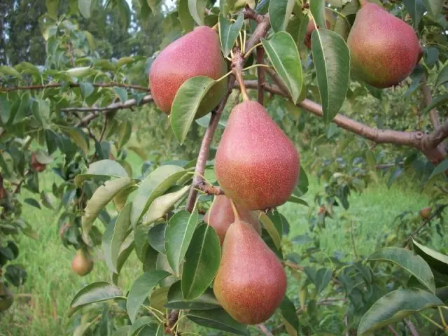 Late pear varieties