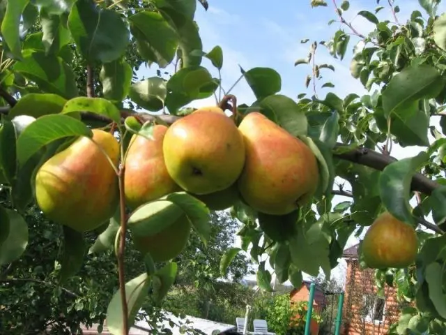 Late pear varieties