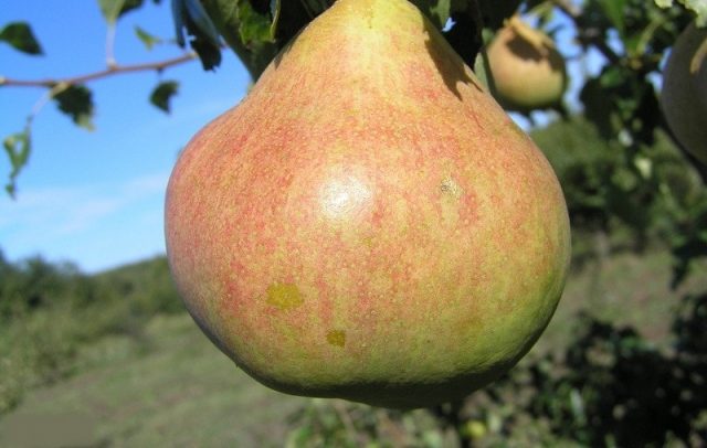 Late pear varieties