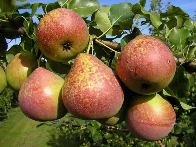 Late pear varieties