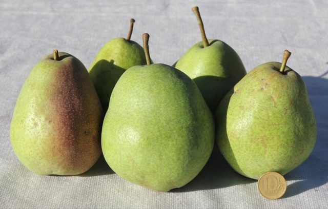 Late pear varieties