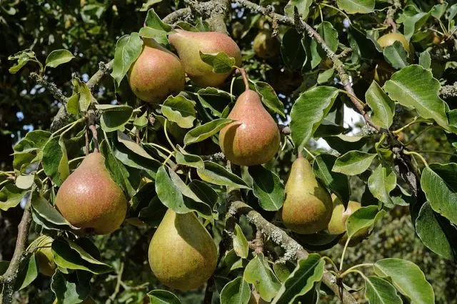 Late pear varieties