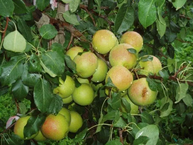 Late pear varieties